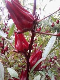  Khasiat  Bunga  Rosella  Untuk  Kesehatan Obat Untuk  Penyakit
